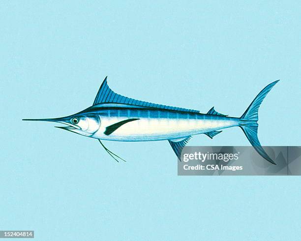 illustrazioni stock, clip art, cartoni animati e icone di tendenza di pesce spada - marlin