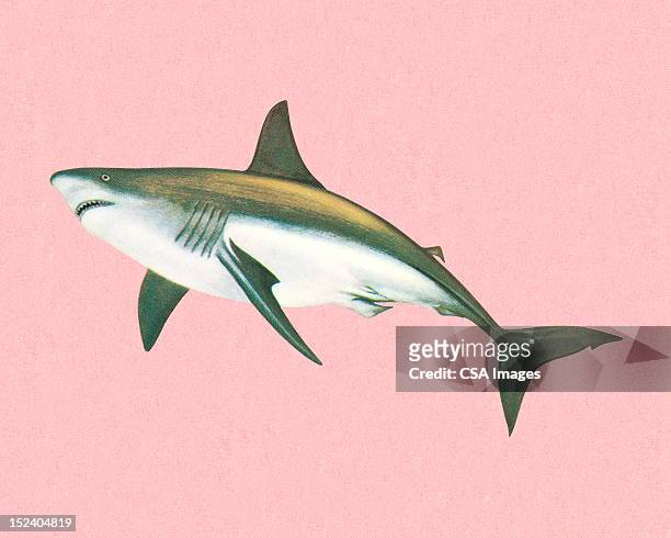 illustrazioni stock, clip art, cartoni animati e icone di tendenza di squalo - pinna animale