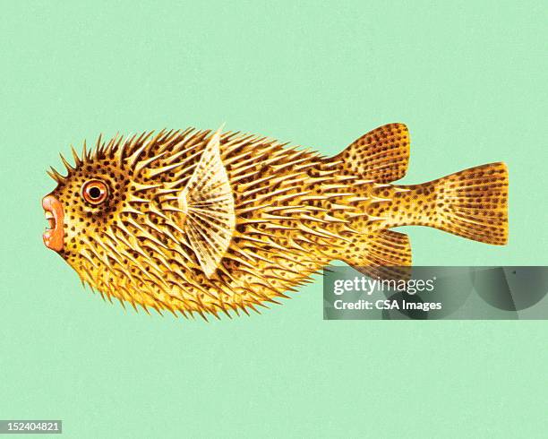 puffer fish - puffer fish stock illustrations