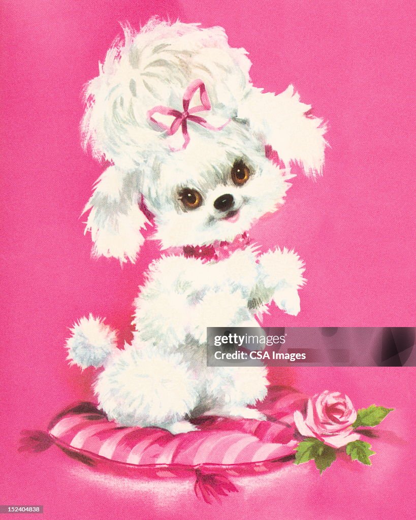 Poodle Sitting on a Pillow