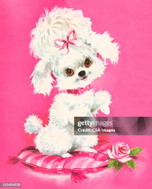 poodle sitting on a pillow - animal vintage stock illustrations