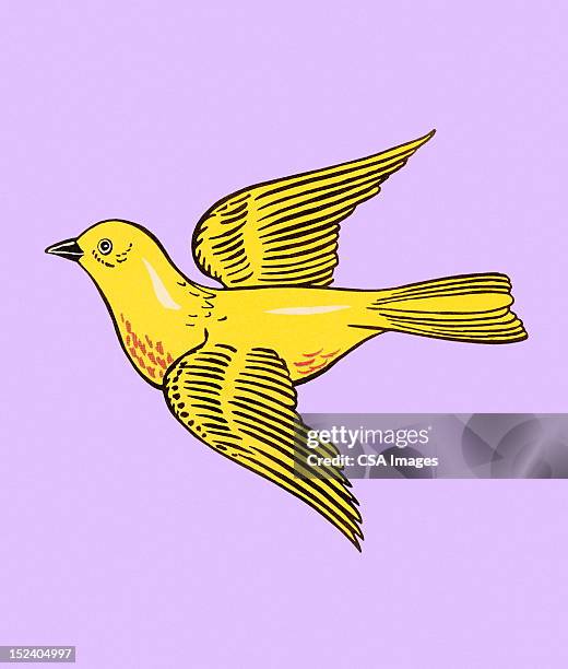yellow bird - canary bird stock illustrations
