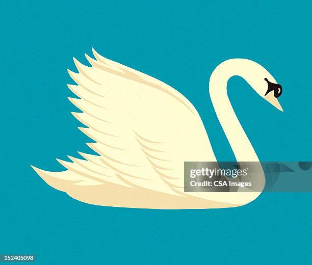 white swan - schwan stock-grafiken, -clipart, -cartoons und -symbole