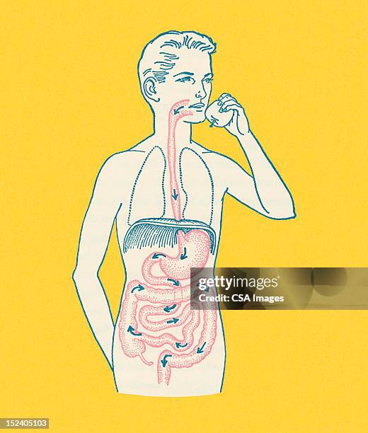 ilustrações, clipart, desenhos animados e ícones de meninos gastrointestinal faixa - sistema digestivo humano