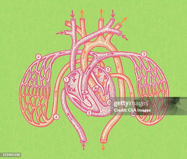 Rabbit Heart Diagram