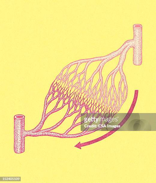 veins and arteries - capillary body part stock illustrations