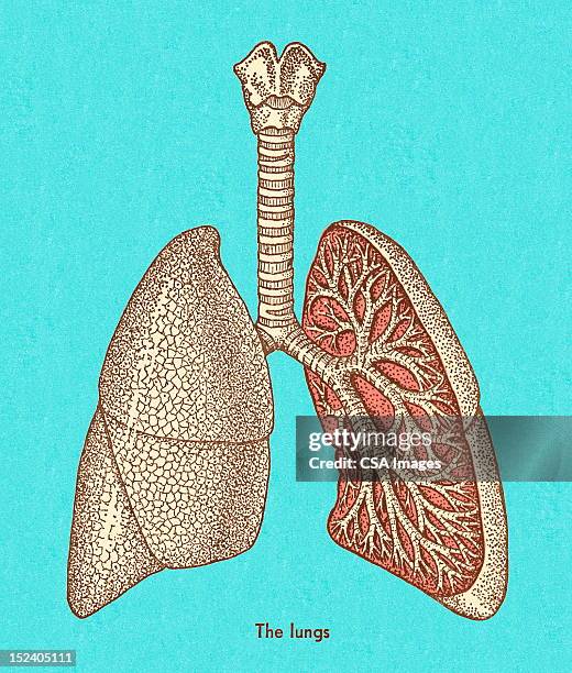 487 Human Lungs Diagram High Res Illustrations Biology Diagrams