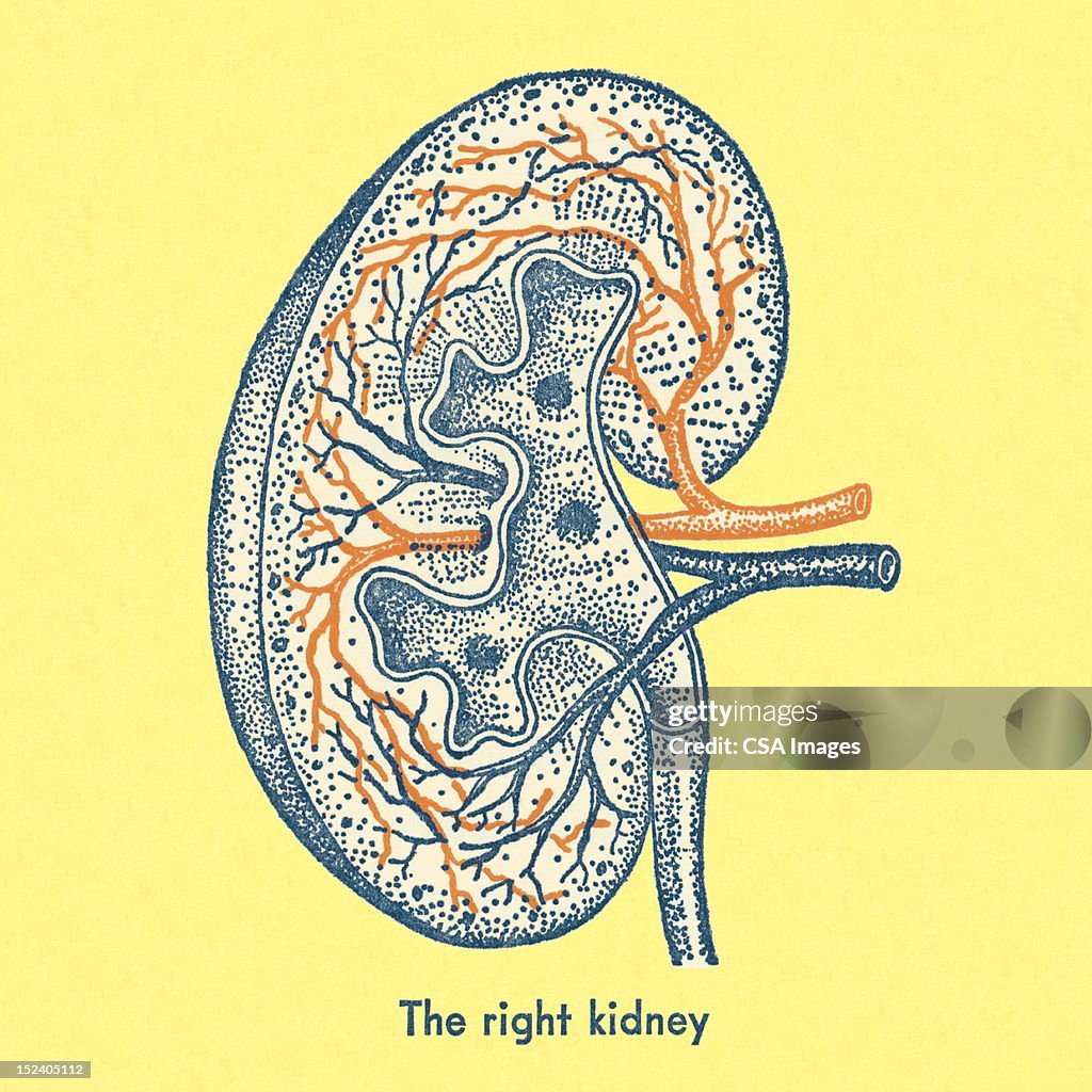 The Right Kidney