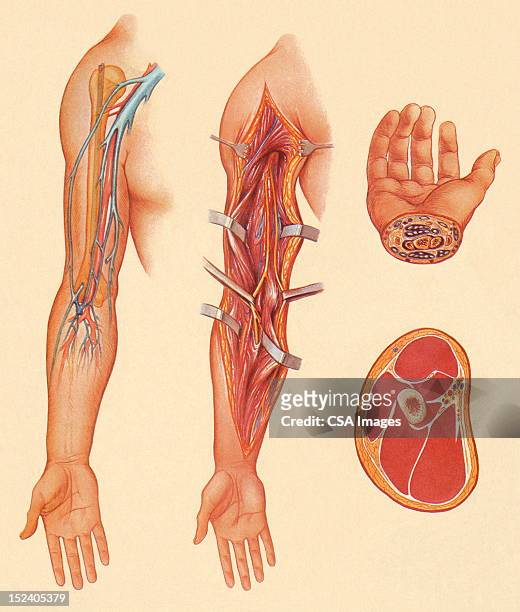 arm, hand and meat illustration - limb body part stock illustrations