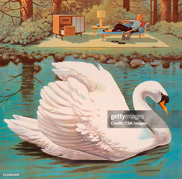 white swan - swan stock illustrations