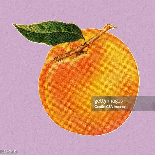 ilustraciones, imágenes clip art, dibujos animados e iconos de stock de melocotón - fruit illustration