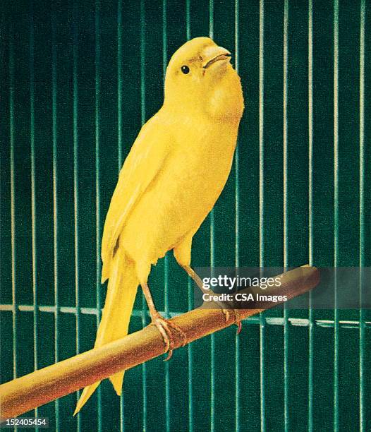 8 861点のカナリアのストックフォト Getty Images 8 861点のカナリアのストックフォト Getty Images