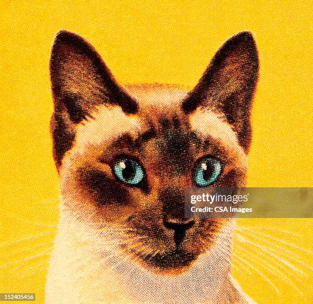 siamese cat - blue eyes stock illustrations