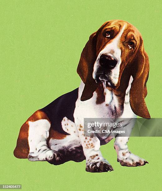 cute basset hound dog - basset hound stock illustrations