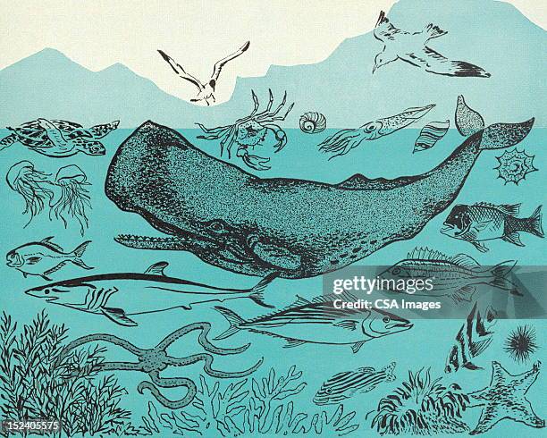 ocean sealife - images of whale underwater stock illustrations