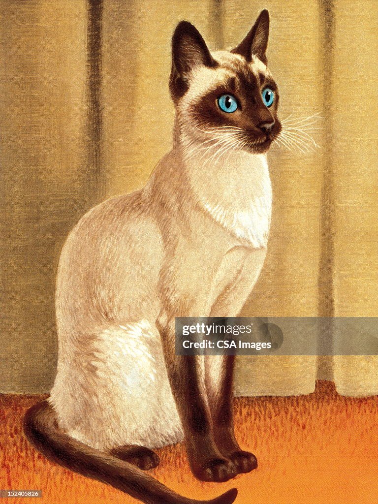 Siamese Cat