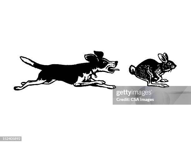 93 Dog Chasing Rabbit Stock Photos, High-Res Pictures, and Images ...