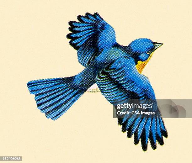 ilustrações, clipart, desenhos animados e ícones de blue pássaro voando - pássaro