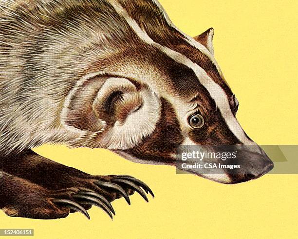 badger - badger face stock illustrations