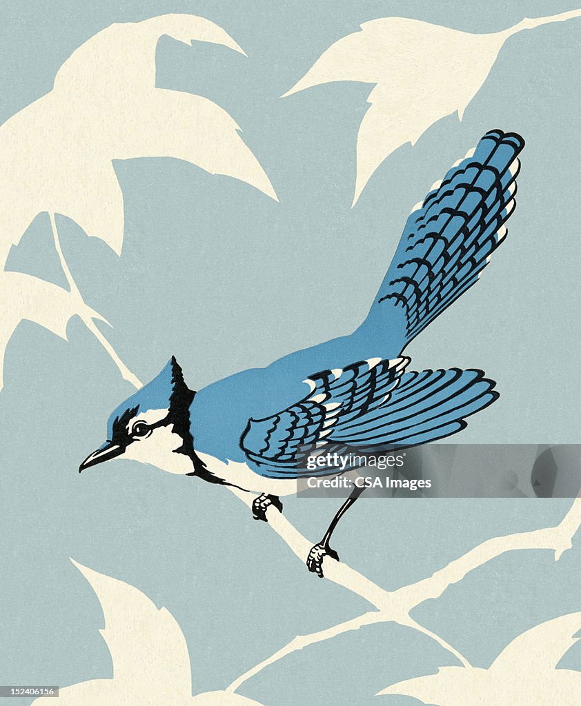 Blue Jay Bird Sitting on Branch