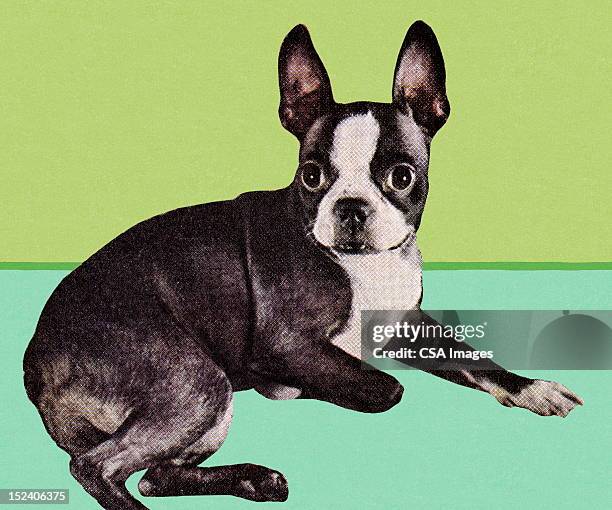 Boston Rrotana Boston Terrier Ears Photos and Premium High Res Pictures - Getty Images