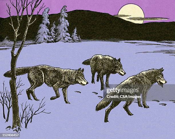 ilustrações de stock, clip art, desenhos animados e ícones de três lobos no inverno - wolf moon