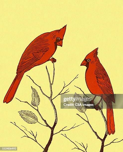 ilustrações de stock, clip art, desenhos animados e ícones de dois cardeal aves - fringillidae