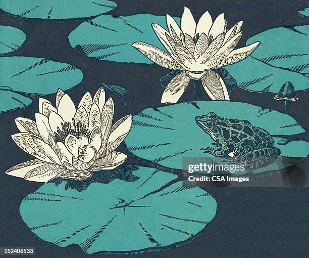 water lillies and toad - lily pond stock illustrations