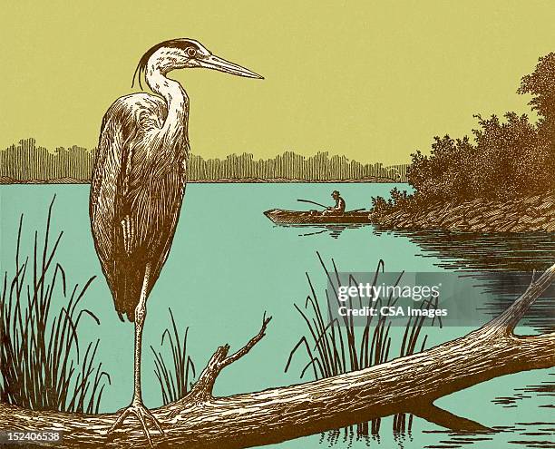 ilustrações, clipart, desenhos animados e ícones de crane de pássaro - grou pássaro