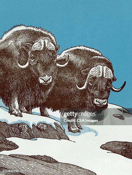 illustrations, cliparts, dessins animés et icônes de buffles de musc - musk ox