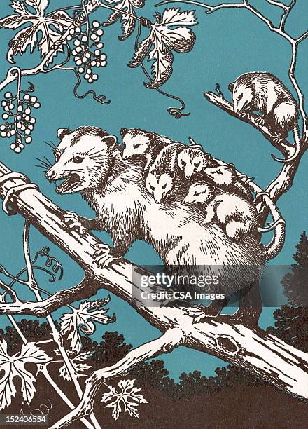 possum mit babys - possum stock-grafiken, -clipart, -cartoons und -symbole