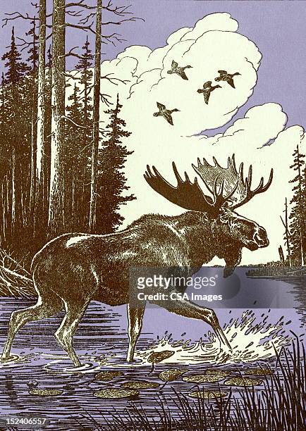 moose - elk stock-grafiken, -clipart, -cartoons und -symbole