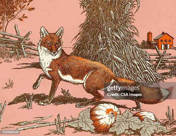 fox - pumpkin field stock illustrations