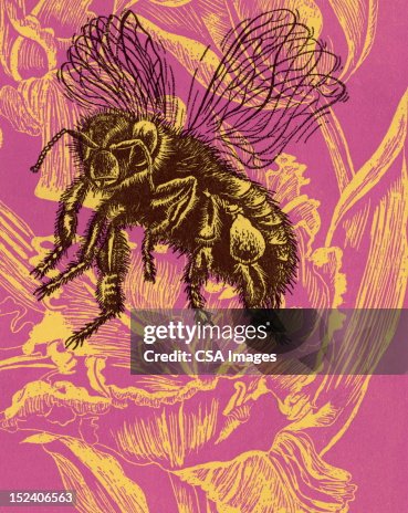 Bee Bee