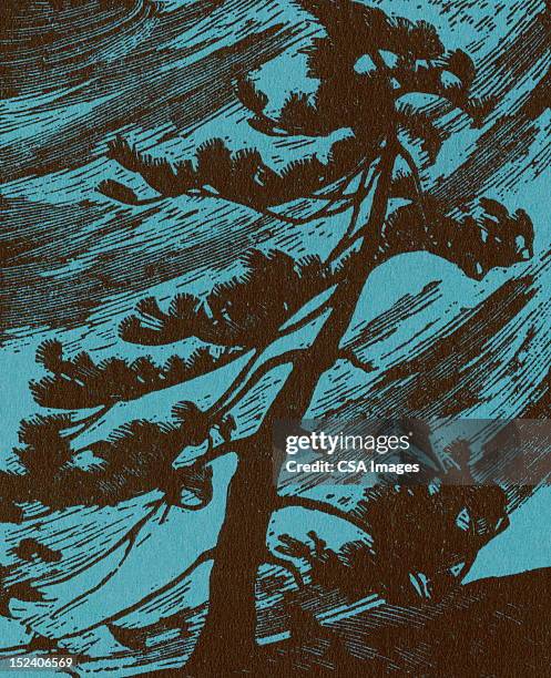 pine tree in the wind - wind trees stock illustrations