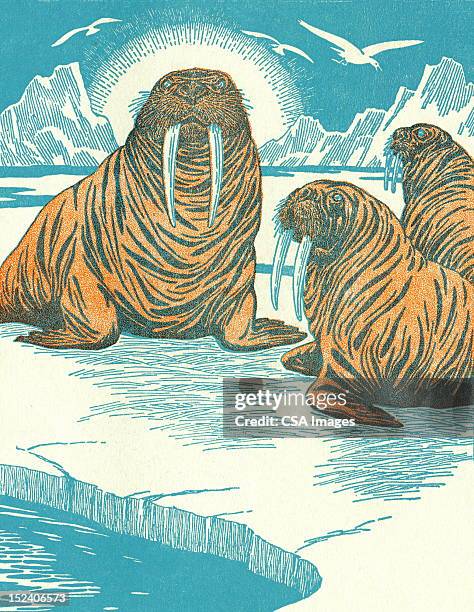 walruses - arctic walrus stock illustrations