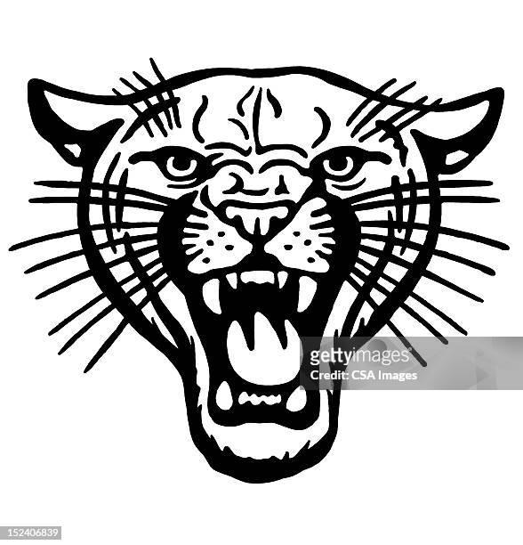 roaring cat - wildcat animal stock illustrations