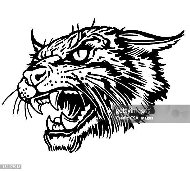 bobcat - wildcat mascot stock illustrations