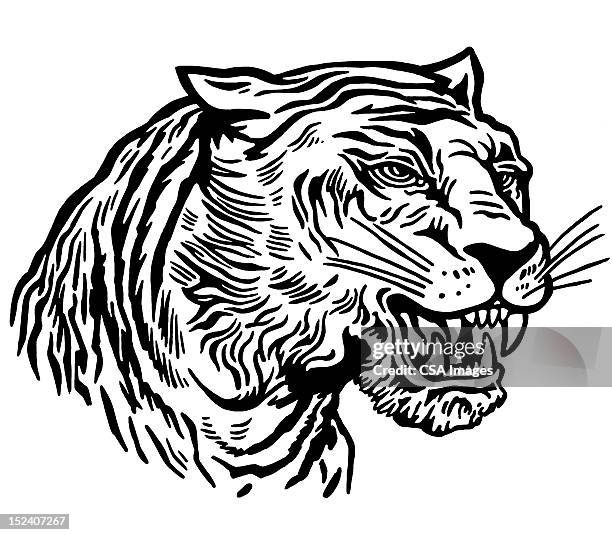 tiger - tiger line drawing stock illustrations