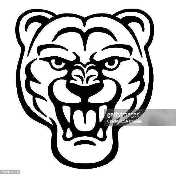 roaring big cat - puma stock illustrations