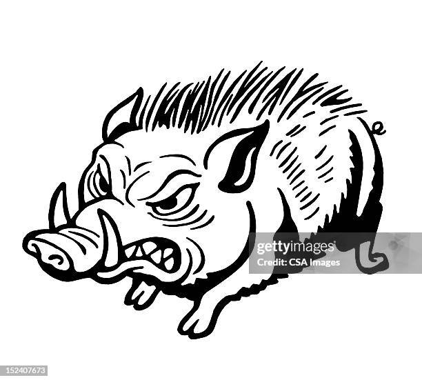 angry wild boar - wild boar stock illustrations