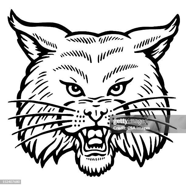 bobcat - bobcat stock illustrations