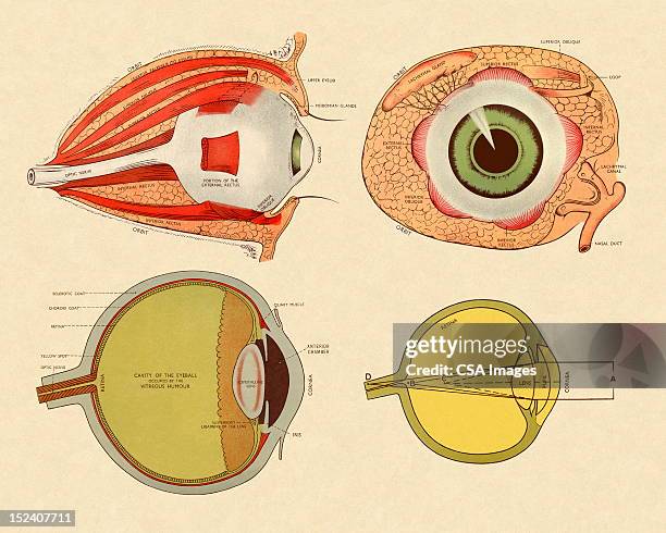 ilustraciones, imágenes clip art, dibujos animados e iconos de stock de cuatro vista de los ojos - ilustración biomédica