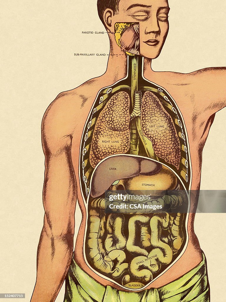 Front Organs Front View Of Mans Organs High-Res Vector Graphic - Getty Images
