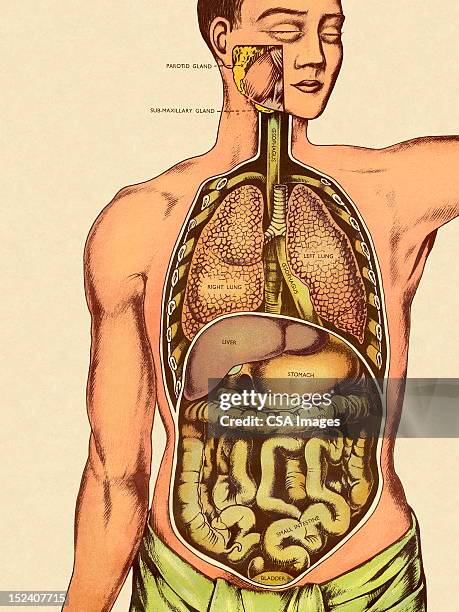 Digestive Front Digestive System Labelled Photos and Premium High Res Pictures - Getty ...