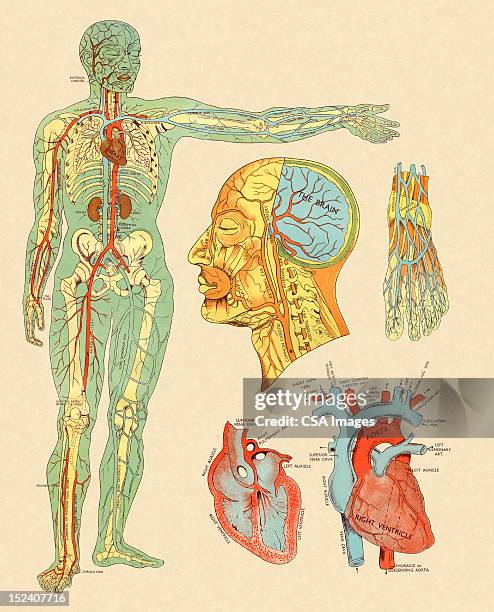 anatomy of veins and arteries - human head veins stock illustrations