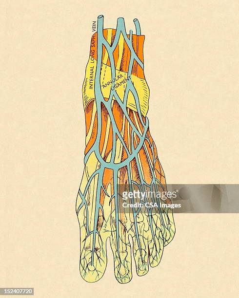 vessels in the foot - human foot anatomy stock illustrations