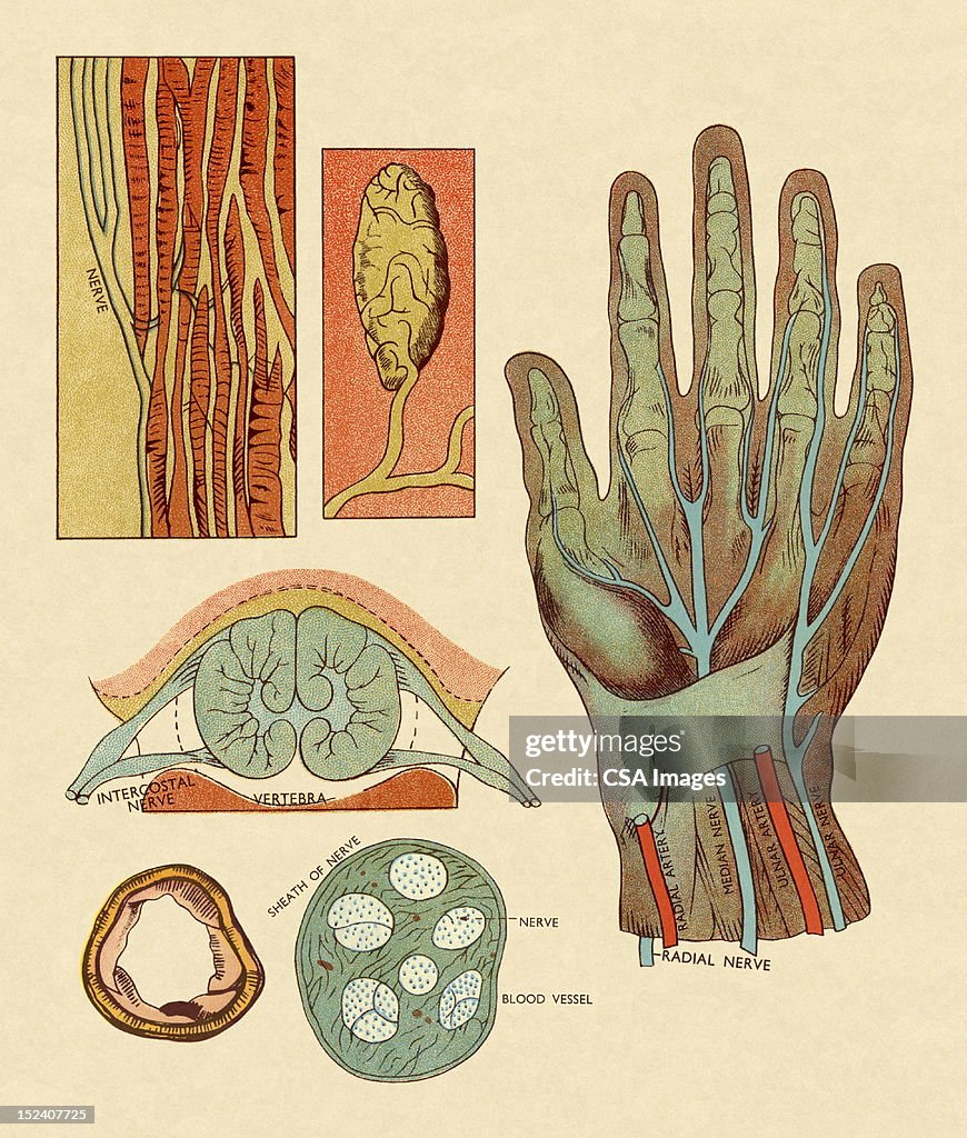 Diagram of Hand Nerves and Arteries