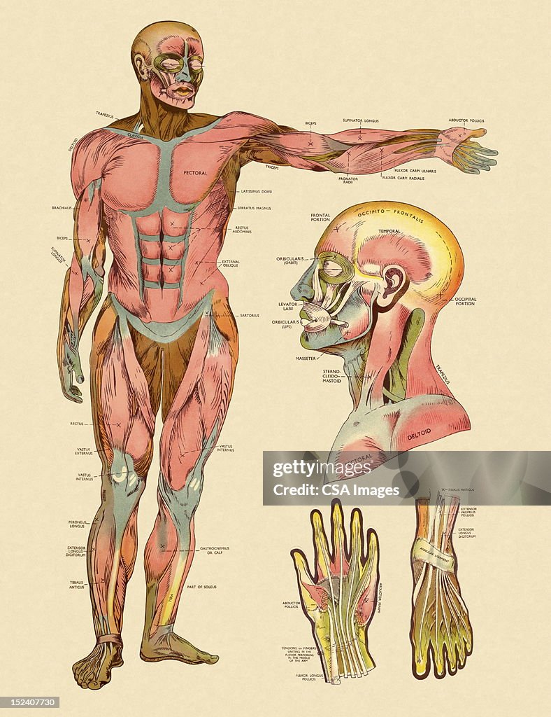 Diagram of Front Muscles of Human Body