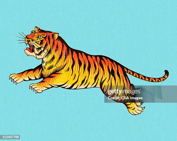 leaping tiger - tiger stock illustrations
